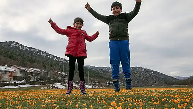 Sarı çiğdemlerle bezenen Barlı Yaylası görenleri büyülüyor