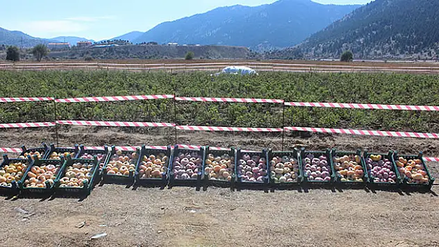 Sarı domates Derebucak'ın yüzünü güldürecek
