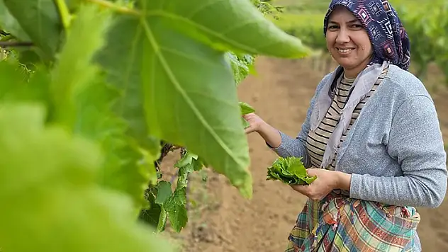 Sarıgöl'de evlerde salamura yaprak zamanı