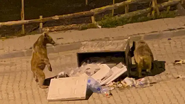 Sarıkamış'ta bozayılar sokaklarda cirit atıyor
