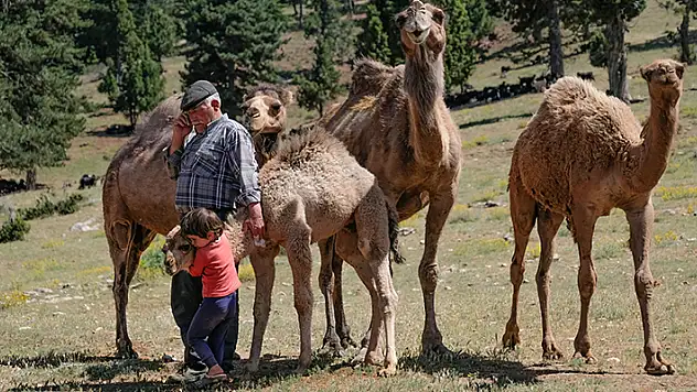 Sarıkeçili Yörükleri, Toros Dağları'nda