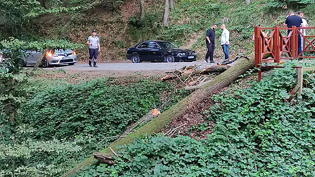 Sarıyer'de park halindeki 2 otomobilin üzerine ağaç devrildi