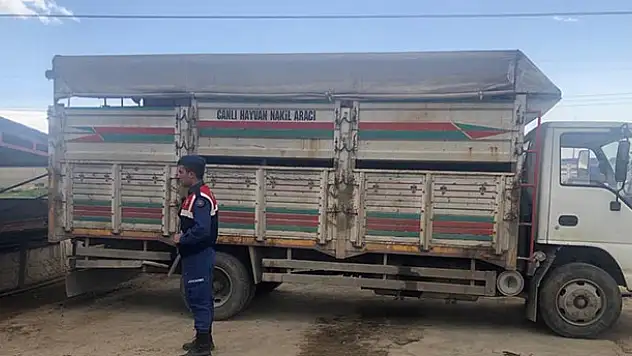 Şartlarına uymayan hayvan nakli jandarmaya yakalandı