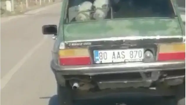 Şaşırtan manzara! Otomobilin arka koltuğuna bir değil iki dana oturttu
