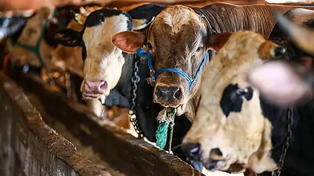 Satılamayan kurbanlıkları ESK alacak! Kilogram fiyatı belli oldu
