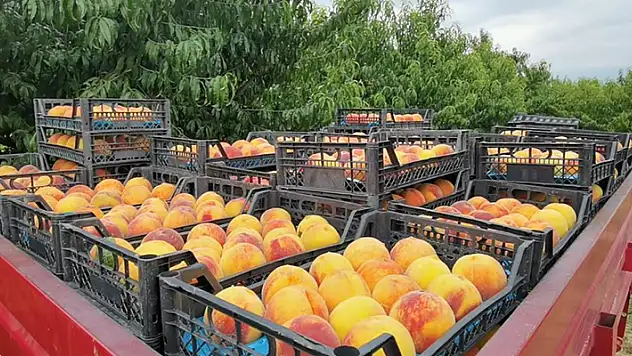 Şeftalinin suyu çıktı, dalında 3, tezgahta 10 TL
