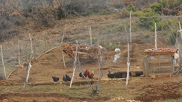 Şehirden köye dönüp çiftçilik yapıp tavuk beslemeye başladı