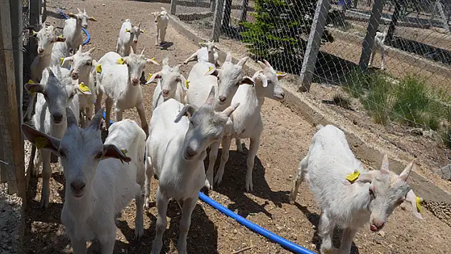 Şehrin yanı başındaki Akyokuş Çiftliği, Konyalıları bekliyor
