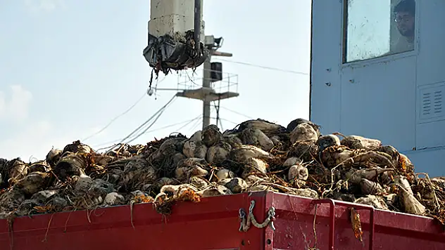 Şeker Fabrikası'nda 83. dönem pancar alımı törenle yapıldı