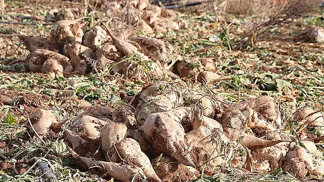 Şeker pancarı alım fiyatı belli oldu: Ton başına bin 855 lira