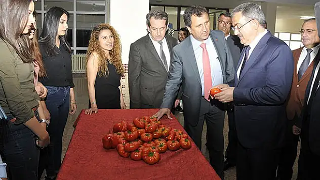 Selçuk'ta sanayi tipi Hibrit Domates çeşidi geliştirildi