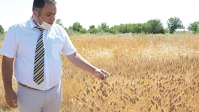 Selçuk Üniversitesi'nden yerli tohumda dev adım