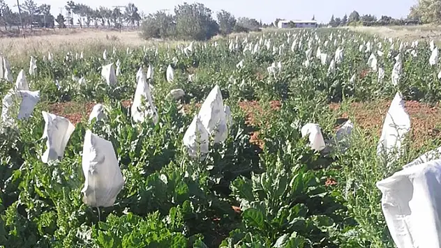 Selçuk Üniversitesi yerli hibrit tohum geliştirdi
