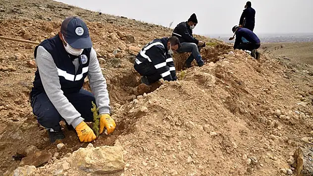 Selçuklu Belediyesi 5 bin fidanla yeşil dokuya katkı sağladı