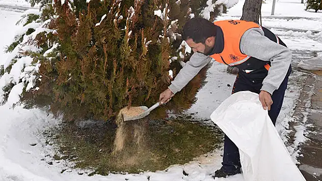 Selçuklu Belediyesi soğuk havada sokak hayvanlarını unutmadı