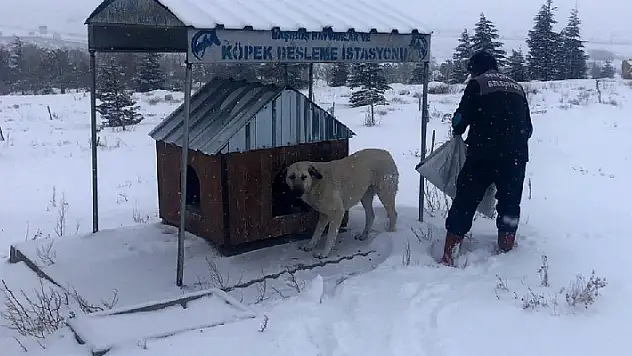 Selçuklu Belediyesi sokak hayvanlarına yem ve mama bırakıyor
