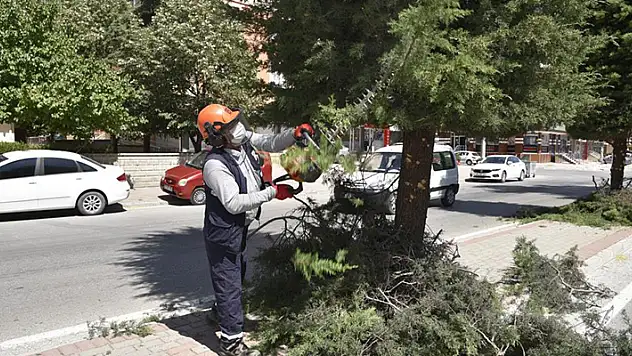 Selçuklu Belediyesinde ağaç budama mesaisi
