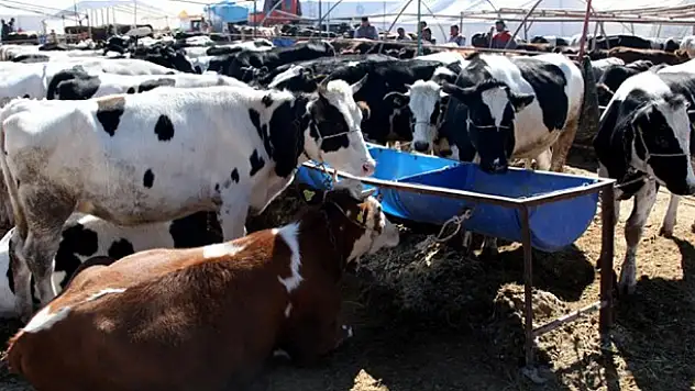Selçuklu'da Kurban Satış ve Kesim Yerleri Belli Oldu