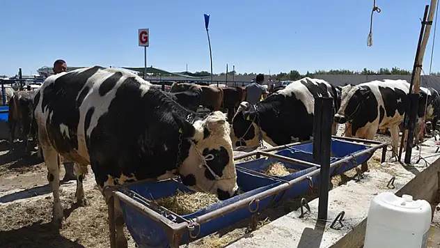 Selçuklu'da kurban satışı başladı
