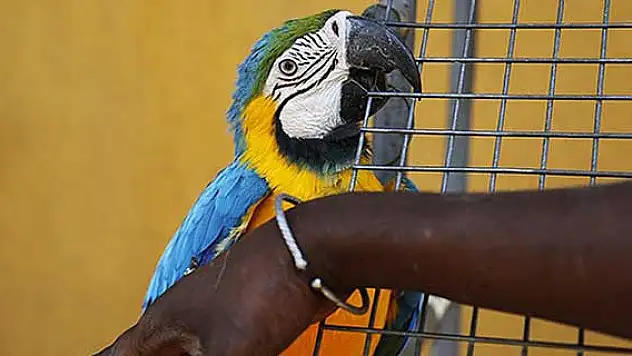 Senegal'in egzotik kuşları koruma altında