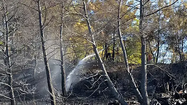 Serik'te orman yangını: Bilanço ortaya çıktı
