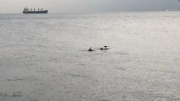 Sevimli yunuslar İstanbul Boğaz'ında görsel şölen sundu