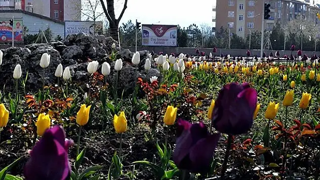 Seydişehir Belediyesinden 45 bin lale