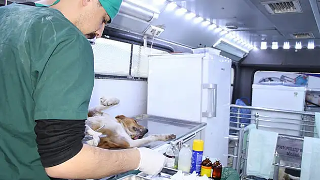 Seydişehir Belediyesinden, sokak köpeklerine mobil kısırlaştırma