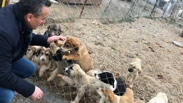 Seydişehir Belediyesinden sokak köpeklerine kısırlaştırma