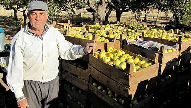 Seydişehir'de 600 ton elma üretildi
