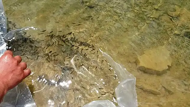 Seydişehir'de göletlere 15 bin sazan bırakıldı