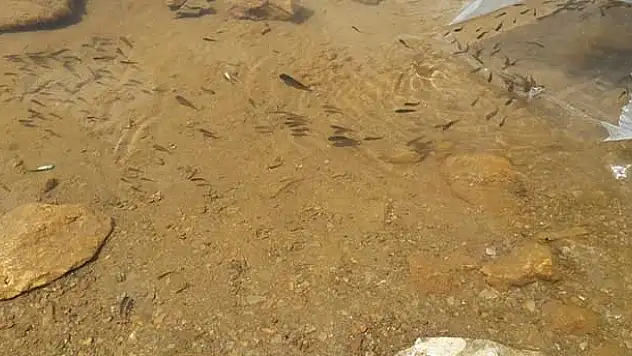Seydişehir'de göletlere 20 bin sazan bırakıldı