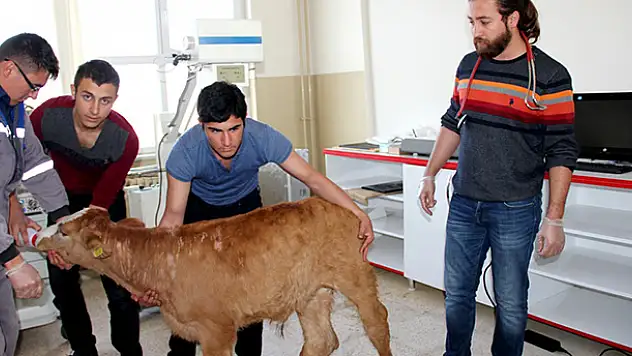 Seydişehir'de hayvan hastanesi hizmete başladı