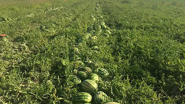 Seydişehir'de karpuz hasatına başlandı