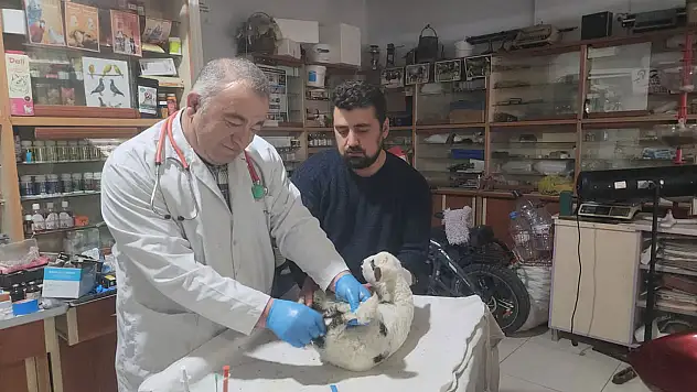 Seydişehir'de kuzuya cerrahi müdahale yapıldı