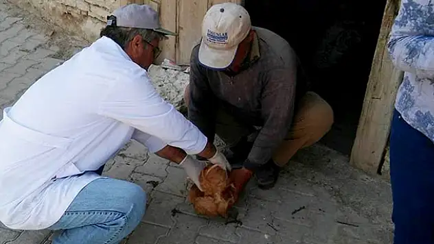 Seydişehir'de tavuk vebası taraması yapıldı
