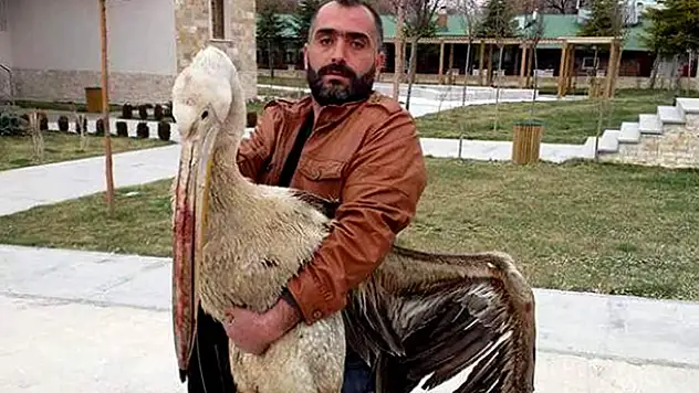 Seydişehir'de yaralı pelikan tedavi altına alındı