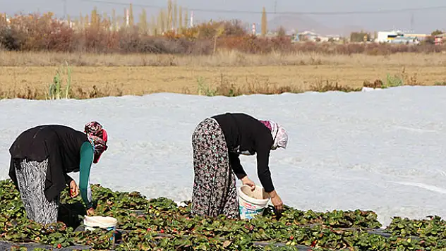 Seydişehir'de yayla çileğinin son hasadına başlandı