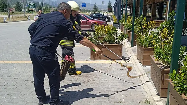 Seydişehir'de yılan yakalama operasyonu
