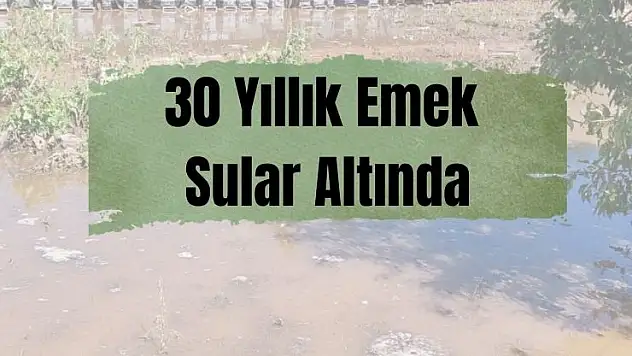 Seydişehir'de arı kovanları su altında kaldı