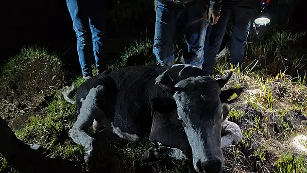 Seydişehir'de bataklığa saplanan inek kurtarıldı