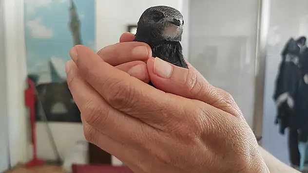 Seydişehir'de yaralı bulunan ebabil koruma altına alındı
