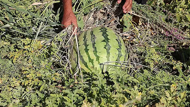 Sıcak havanın 'Diyarbakır karpuzu'nu olumsuz etkilemesi bekleniyor
