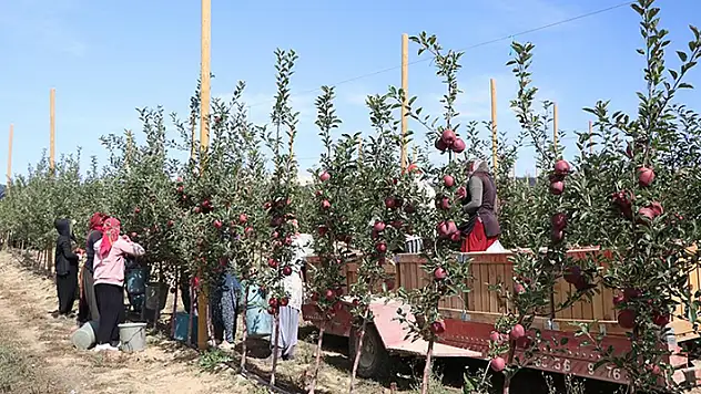 Sıcaklık ve kuraklık Niğde'de elma üretimini olumsuz etkiledi
