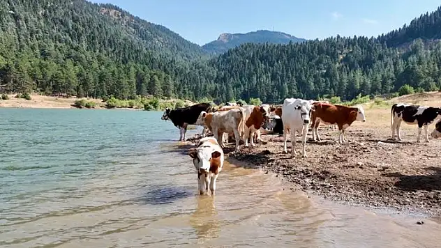 Sıcaktan bunalan inekler gölette serinledi
