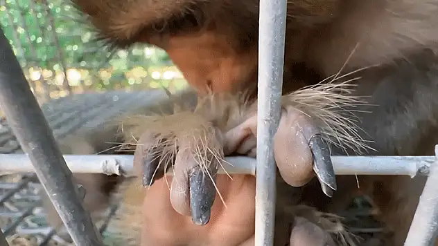 Şiddet gören maymun, Tarsus Doğa Parkı'na gönderilecek