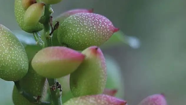Siirt fıstığında yüksek rekolte bekleniyor