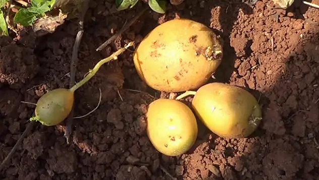 Siirt'te İlk Kez Patates Üretimi Gerçekleşti
