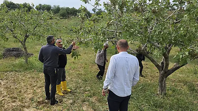 Siirt'te dolu yağışı sebze ve fıstık bahçeleri zarar gördü
