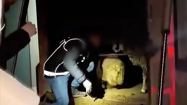 Siirt'te hayvanların karın boşluklarına uyuşturucu gizleyen 2 şüpheli gözaltına alındı